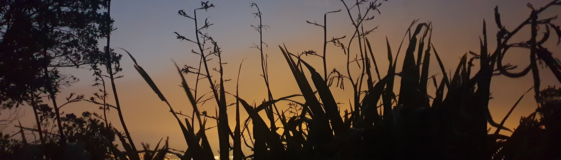 Sunset behind silhouette of harakeke flax plants