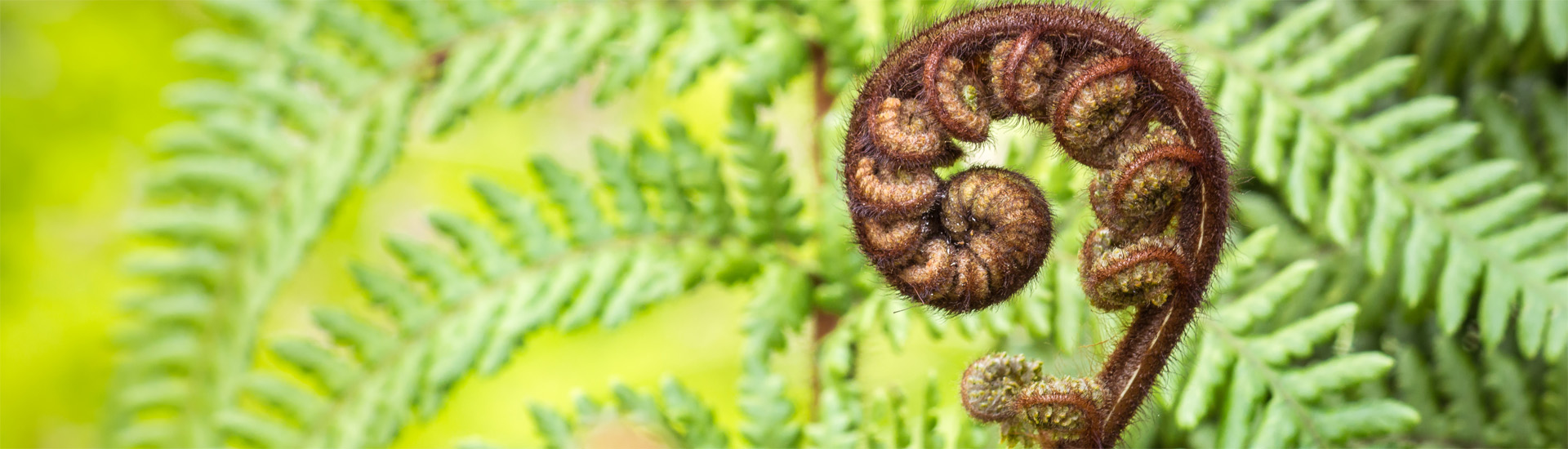 Close up of wheki tree fern frond koru