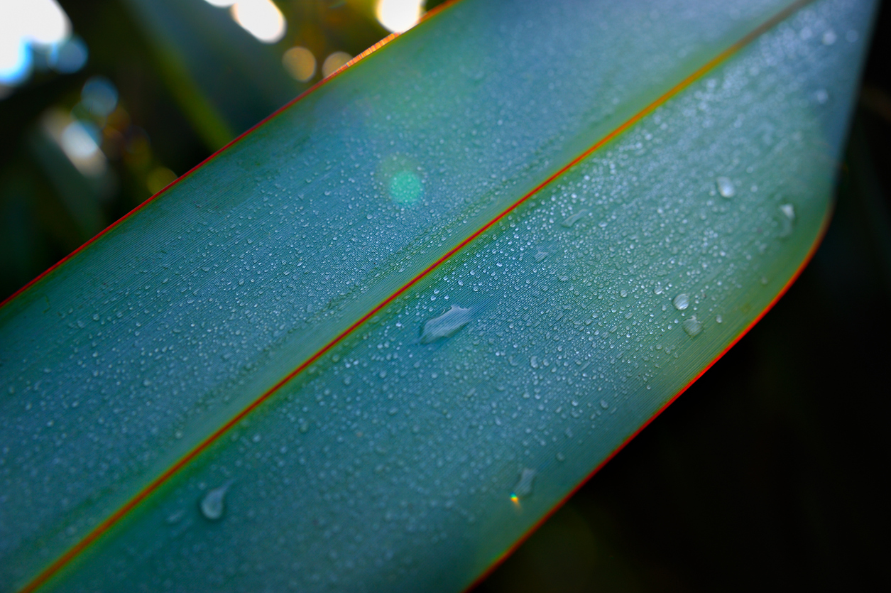 Close up photo of a harekeke (flax) leaf with water drips on it