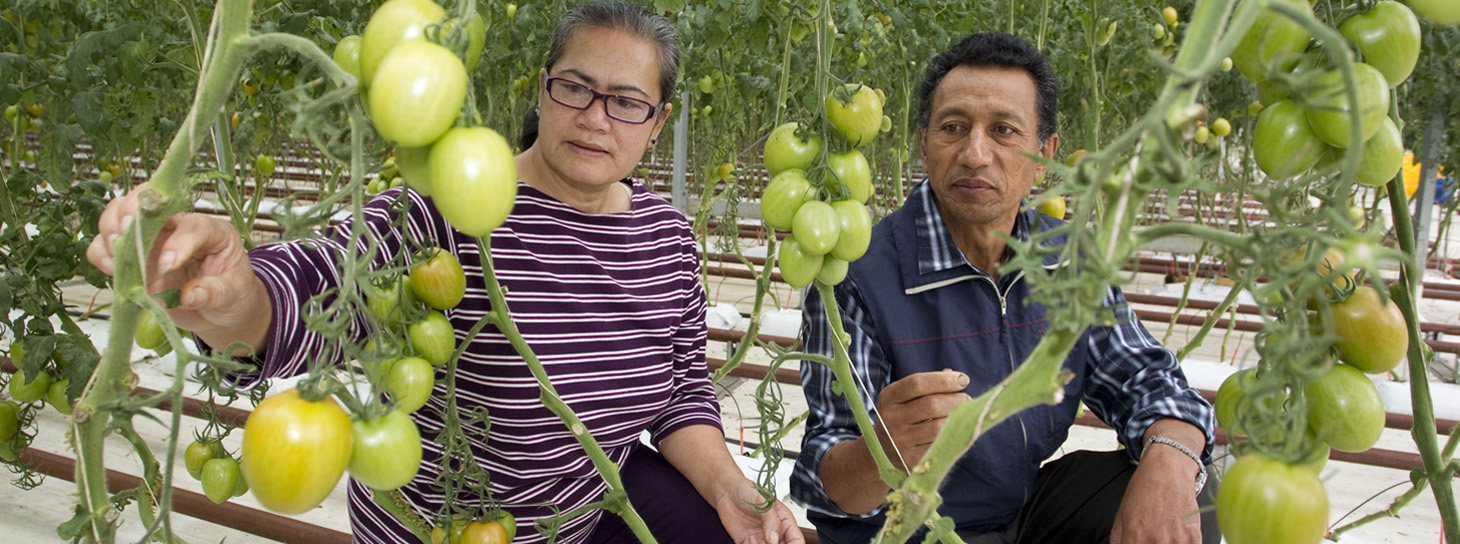 Man and woman squatting down examining tomato plants